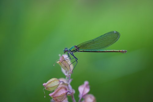 Dragonfly,  Makro,  Vabzdys,  Sparnas,  Iš Arti,  Vasara,  Gyvūnijos Pasaulyje,  Gėlė