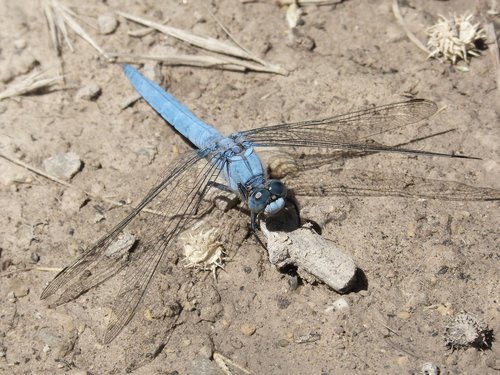 Dragonfly,  Orthetrum Brunneum,  Mėlyna Laumžirgis,  Parot Pruïnos,  Detalė