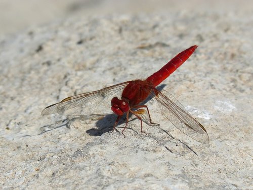 Dragonfly,  Raudona Laumžirgis,  Erythraea Crocothemis,  Rokas,  Sagnador Raudonų Siūlų,  Detalė