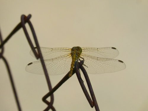 Dragonfly,  Geltonos Laumžirgis,  Sparnuotas Vabzdžių,  Cordulegaster Boltonii,  Grotelės