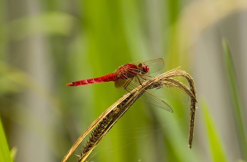 Dragonfly,  Vabzdys,  Gamta