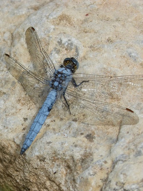 Dragonfly,  Orthetrum Brunneum,  Mėlyna Laumžirgis,  Parot Pruïnos,  Duomenys,  Rokas