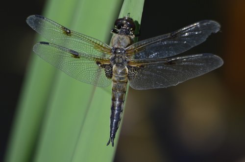 Dragonfly,  Pobūdį,  Makro,  Gyvūnijos Pasaulyje,  Vasara