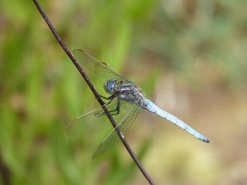 Dragonfly,  Orthetrum Brunneum,  Mėlyna Laumžirgis,  Parot Pruïnos,  Duomenys,  Filialas