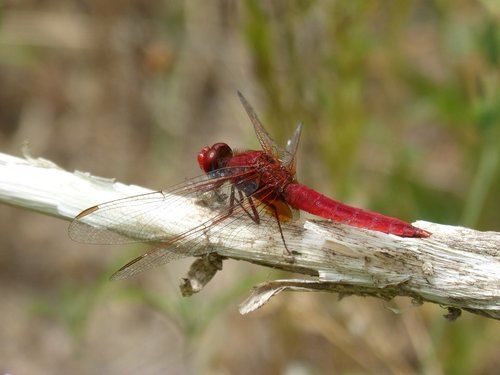 Dragonfly,  Raudona Laumžirgis,  Erythraea Crocothemis,  Cukranendrių,  Tvenkinys,  Sagnador Raudonų Siūlų,  Detalė