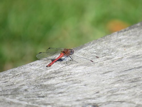 Dragonfly,  Pobūdį,  Vabzdys