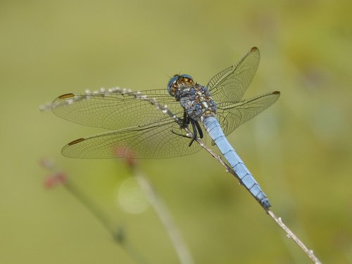 Dragonfly,  Orthetrum Brunneum,  Mėlyna Laumžirgis,  Parot Pruïnos,  Tvenkinys,  Filialas