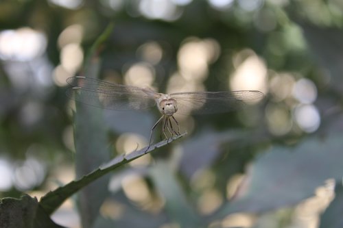 Dragonfly,  Vabaliukas,  Pobūdį,  Makro