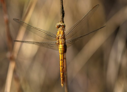 Dragonfly,  Rudi,  Insecta,  Poilsio,  Sparnai