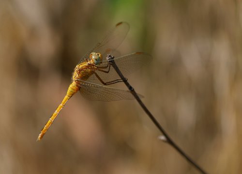 Dragonfly,  Rudi,  Insecta,  Poilsio,  Sparnai