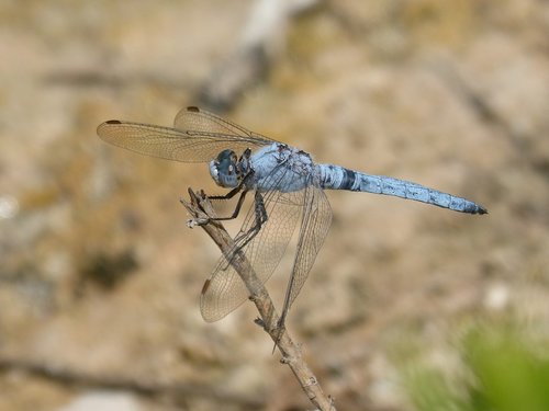 Dragonfly,  Orthetrum Brunneum,  Mėlyna Laumžirgis,  Parot Pruïnos,  Tvenkinys,  Filialas