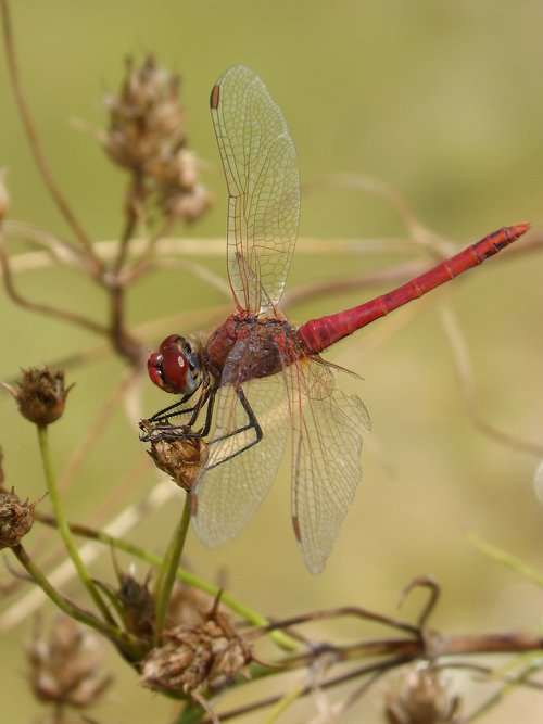 Dragonfly,  Raudona Laumžirgis,  Erythraea Crocothemis,  Gėlė,  Tvenkinys,  Sagnador Scarlet