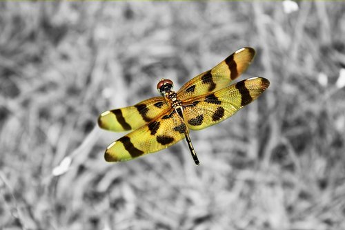 Dragonfly,  Makro,  Pobūdį,  Vabzdžiai,  Spalvinga,  Selektyvus Spalvos,  Geltona