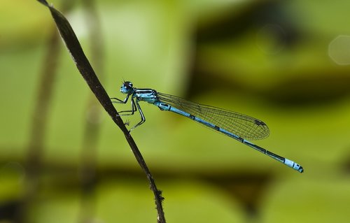 Dragonfly,  Mėlyna,  Tvenkinys,  Iš Arti