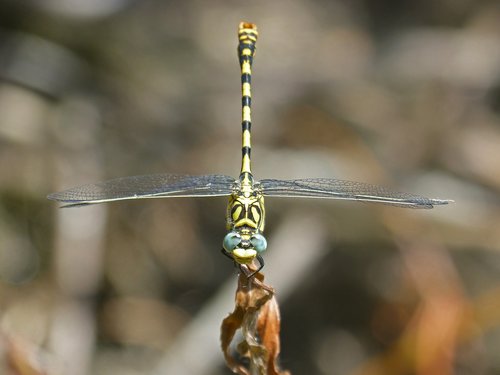 Dragonfly,  Ważka Tigras,  Žnyplinis Laumžirgis,  Tallanassos Petit