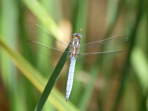 Dragonfly,  Orthetrum Brunneum,  Mėlyna Laumžirgis,  Parot Pruïnos,  Lapų,  Žalumos,  Tvenkinys