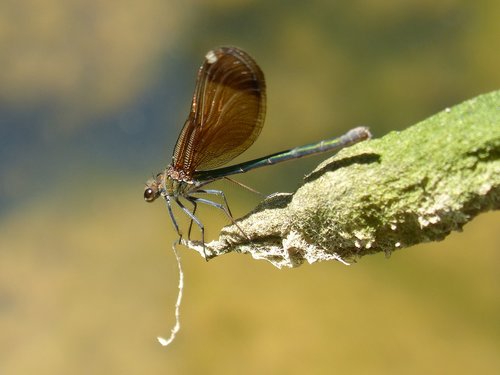 Dragonfly,  Damselfly,  Juoda Laumžirgis,  Calopteryx Haemorrhoidalis,  Dumbliai,  Upė,  Pelkė