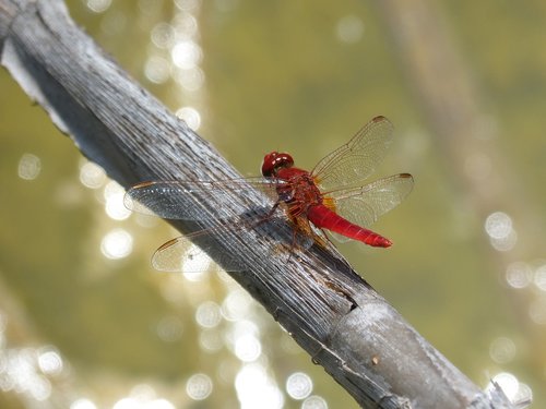Dragonfly,  Raudona Laumžirgis,  Erythraea Crocothemis,  Filialas,  Tvenkinys,  Sagnador Scarlet