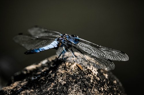 Dragonfly,  Pobūdį,  Vabzdys,  Ali,  Mėlyna,  Vabzdžiai