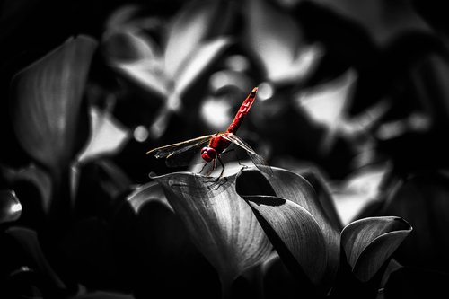 Dragonfly,  Balta Juoda,  Vabzdžiai,  Gyvūnai,  Pobūdį,  Raudona,  Ala