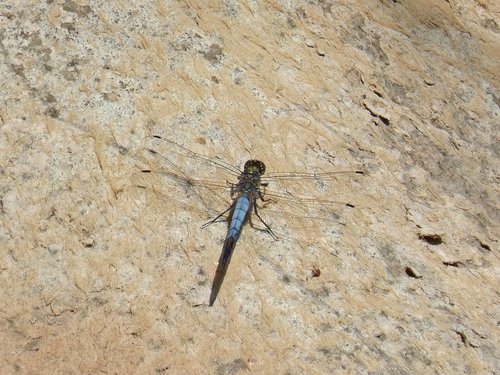 Dragonfly,  Mėlyna Laumžirgis,  Parot Cuanegre,  Orthetrum Cancellatum,  Vabzdžiai,  Sparnas
