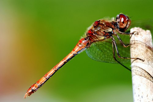 Dragonfly,  Vabzdys,  Poilsio Poza