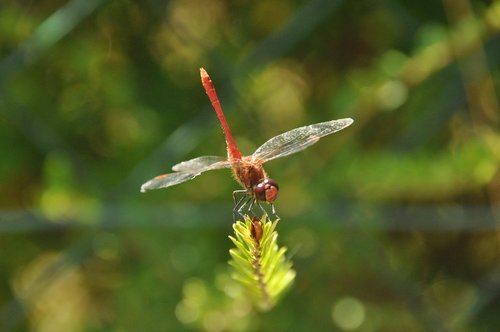 Dragonfly,  Sodas,  Vasara