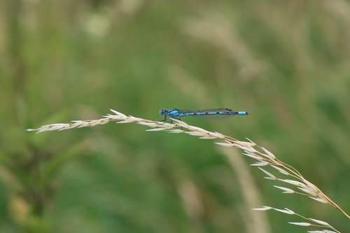 Dragonfly,  Mėlyna,  Gamta