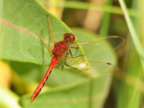 Lazda, Makro, Vyšninis Meadowhawk, Simpetrum Internum, Vabzdys, Laukinė Gamta, Augalas, Gamta, Lapai, Poilsio, Iš Arti