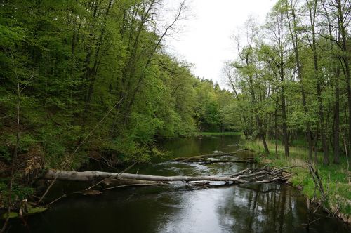 Draco Nacionalinis Parkas, Gamta, Upė, Pavasaris, Gamtos Grožis