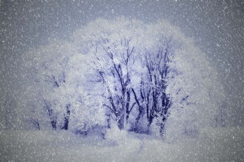 Piešimas, Žiemą, Sniegas, Medžiai