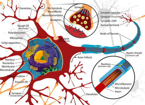 Piešimas, Nervų Ląstelė, Neuronas, Elektra, Ląstelės, Nervų Sistema, Stuburas, Smegenys, Nugaros Smegenys, Periferinis, Sinapsė, Dendritai, Pūslelinė, Ribosomas, Ląstelės Membrana, Aksonas