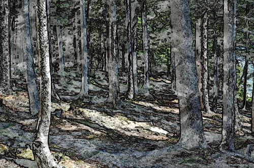 Piešimo Abstraktumas, Miškas, Miško Takas, Vasara, Miškai, Maine