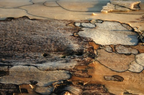 Driftwood,  Menas,  Fonas,  Mediena,  Papludimys,  Gamta