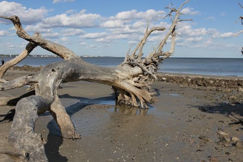 Driftwood, Dangus, Krantas, Kraštovaizdis, Smėlis, Papludimys, Kranto, Jūra, Saulė, Horizontas, Pakrantė