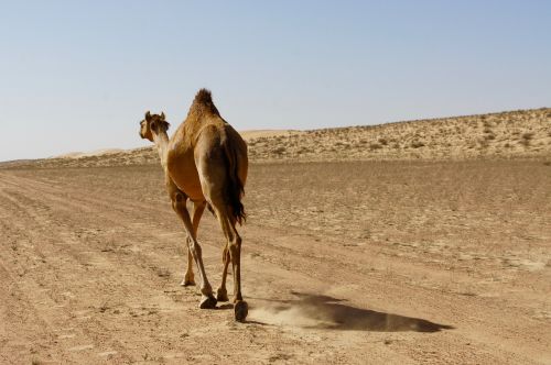 Dromedary, Kupranugaris, Dykuma, Beduinas, Gyvūnų Pasaulis, Oman