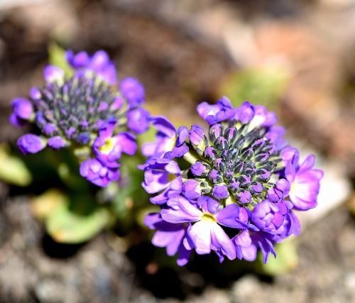 Rutulys, Augalas, Gėlė, Violetinė, Violetinė, Uždaryti, Pavasaris, Pavasario Gėlė, Ankstyvas Bloomer