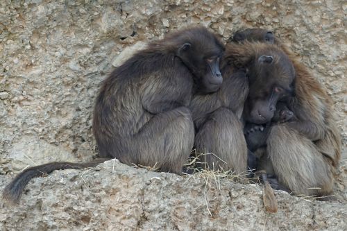 Dschelada Primatis, Beždžionė, Grupė, Šaltas, Žiema, Gyvūnai