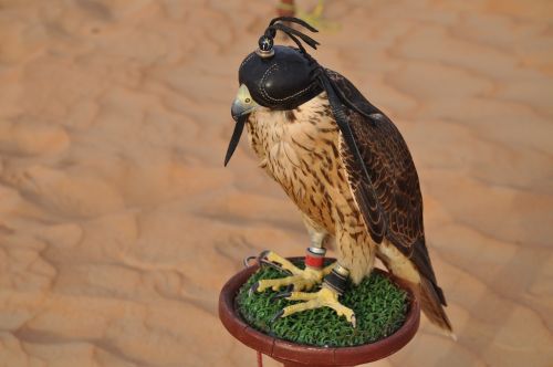 Dubai, Falcon, Dykuma