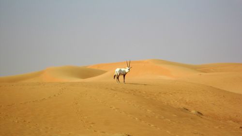 Dubai, Dykuma, Oryx