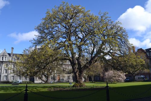 Didelis Medis, Dublin, Miestas, Trinity Kolegija