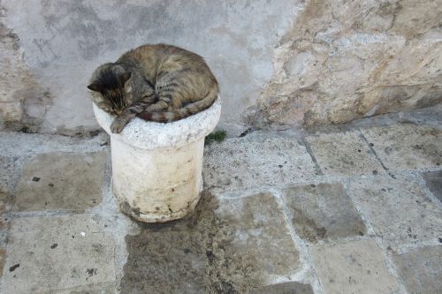 Dubrovnik, Uostas, Katė