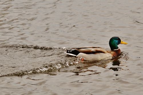 Antis, Vandens Paukštis, Naminiai Paukščiai, Plumėjimas, Vanduo, Plunksna, Paukštis, Gyvūnas, Gyvūnų Pasaulis, Sąskaitą, Laukinės Gamtos Fotografija, Paukščiai, Gražus