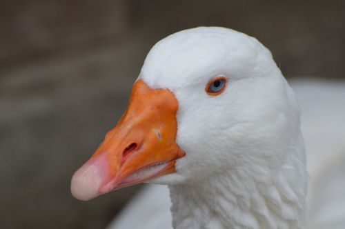 Antis, Zoologijos Sodas, Naminiai Paukščiai