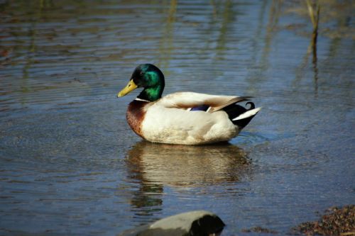 Antis, Paukštis, Gyvūnas, Vanduo, Ežeras, Gamta, Vandens Paukščiai, Papludimys, S Paukštis, Suomių, Plaukti