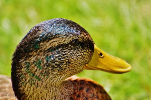 Antis, Vandens Paukštis, Naminiai Paukščiai, Plumėjimas, Vanduo, Plunksna, Paukštis, Gyvūnas, Gyvūnų Pasaulis, Sąskaitą, Laukinės Gamtos Fotografija, Paukščiai, Gražus