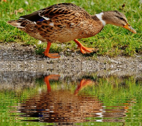 Antis, Vandens Paukštis, Vanduo, Veidrodis, Naminiai Paukščiai, Plumėjimas, Plunksna, Paukštis, Gyvūnas, Gyvūnų Pasaulis, Sąskaitą, Laukinės Gamtos Fotografija, Paukščiai, Gražus