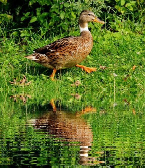 Antis, Vandens Paukštis, Vanduo, Veidrodis, Naminiai Paukščiai, Plumėjimas, Plunksna, Paukštis, Gyvūnas, Gyvūnų Pasaulis, Sąskaitą, Laukinės Gamtos Fotografija, Paukščiai, Gražus