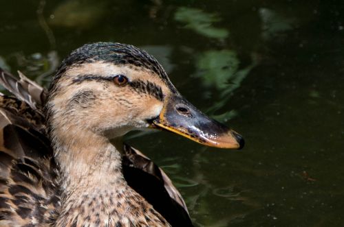 Antis, Gyvūnai, Paukštis, Laukinė Antis