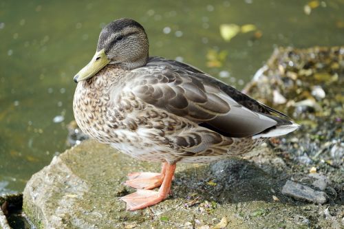 Antis, Ežeras, Gyvūnas, Paukštis, Gamta, Laukiniai, Laukinė Gamta, Meletas, Lauke, Parkas, Vanduo, Snapas, Plunksna, Moteris, Paukštis